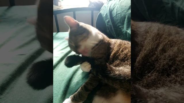 Roxy cerebella hyperplasia(2)