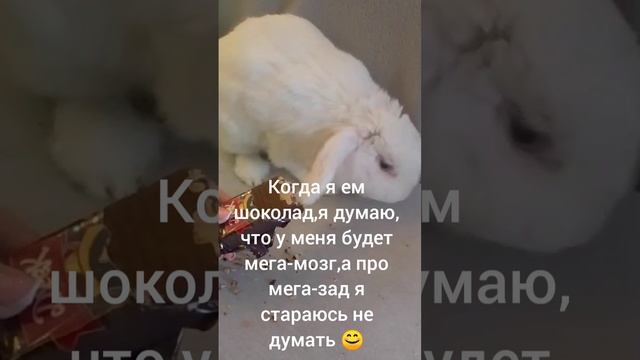 шоколад полезен?😊