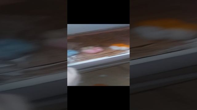 лапки