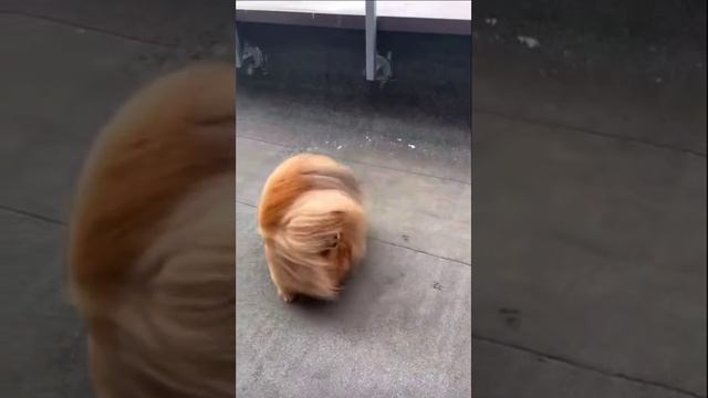 1000023905.mp4