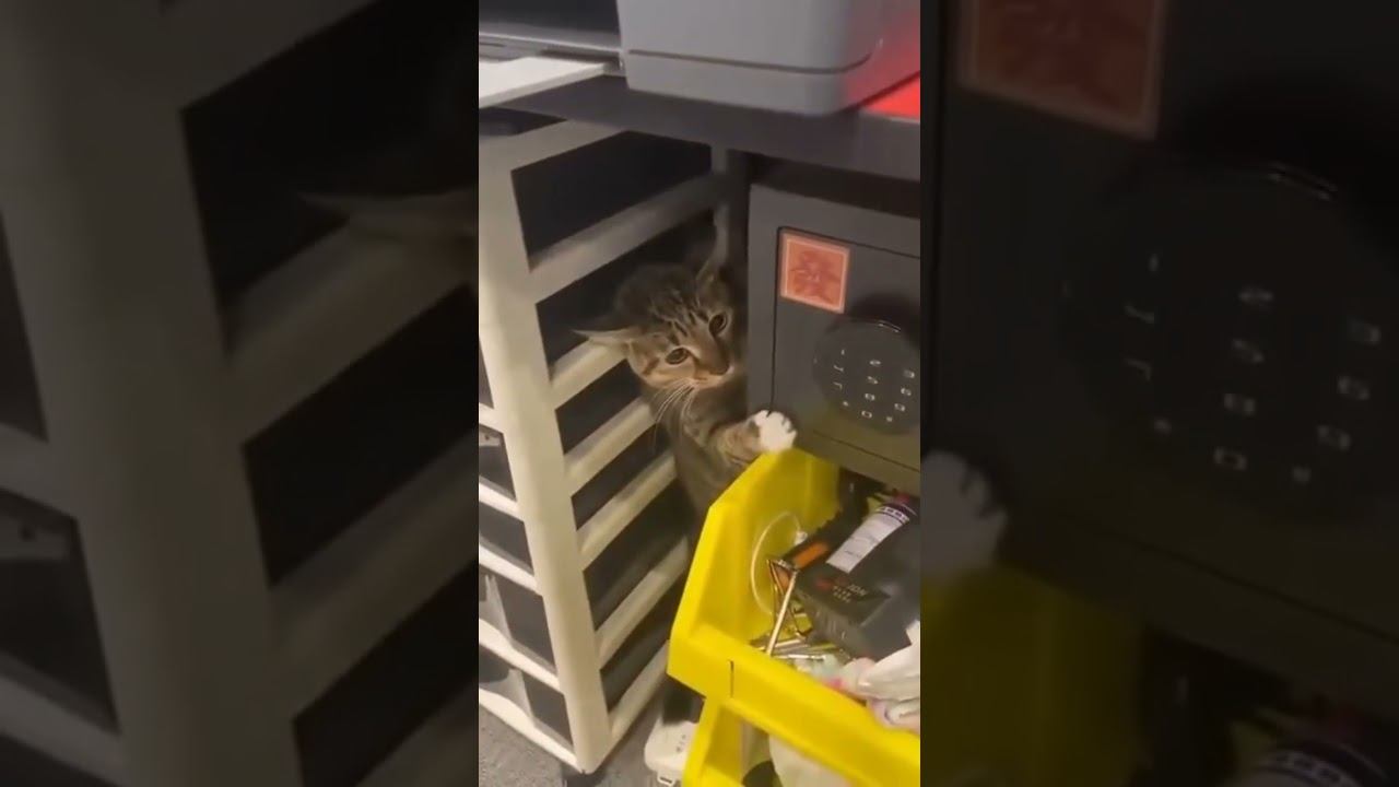 Какой разный харакер !))))))