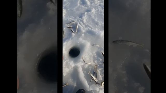 🎣
Сергею , спасибо за отчёт 😎👍
13 декабря 2024г.
