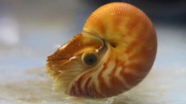 the nautilus