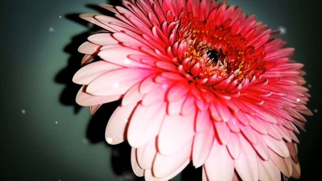 Спокойная музыка для отдыха! Романтика, цветы . music relaxation. romantic. flowers.