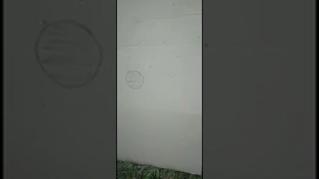 VID-20241214-WA0012.mp4