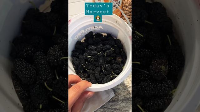 4/10/23 Harvest