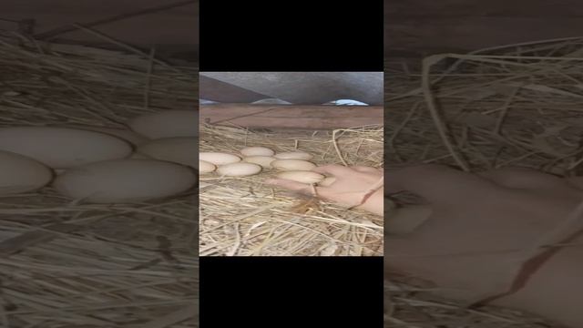 1000087559.mp4