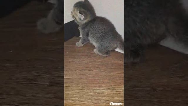1000033562.mp4