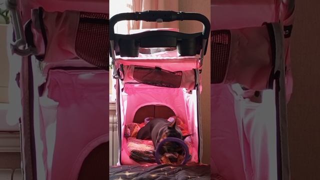 Собачье одобрение получено