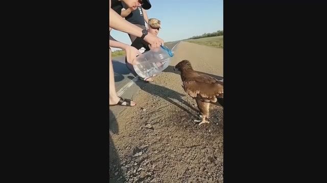 ОРЁЛ