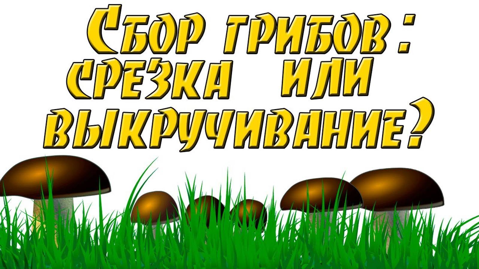 Душевный сбор грибов. Срезка или выкручивание?