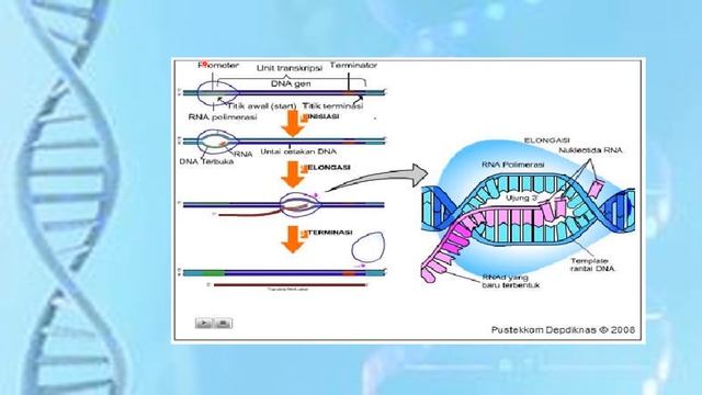 Sintesis Protein