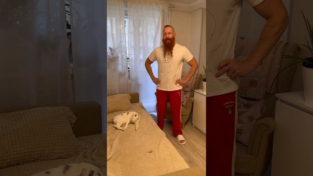 Кот коллекционер