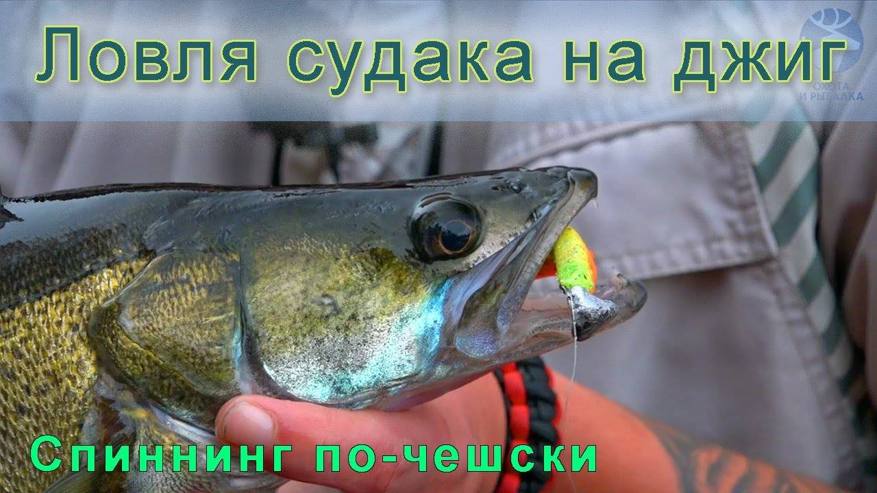 СУДАК: Ловля на джиг на водохранилище / Рыбалка в Чехии / Как ловить судака #спиннинг #судак #джиг