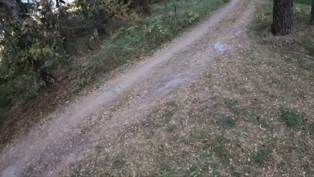 опять в Соснах
