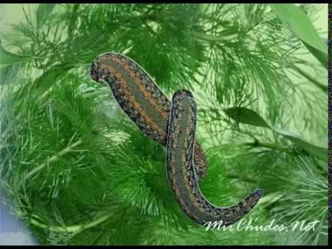 легенда о рандумнах