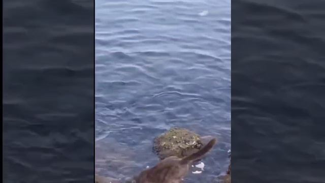 кот - рыбак.mp4