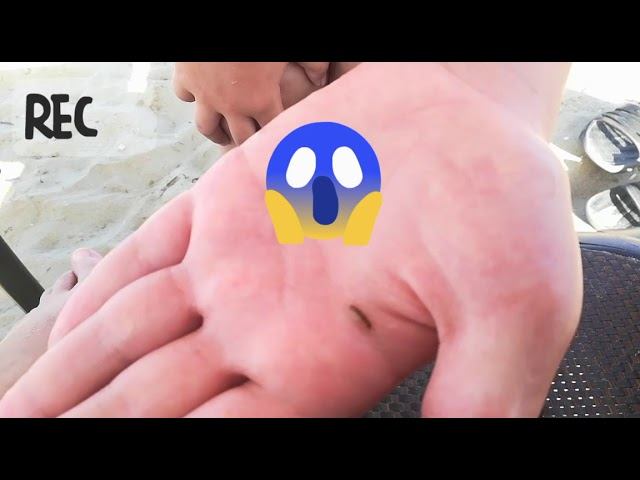 Нашёл первых водных насекомых в природе