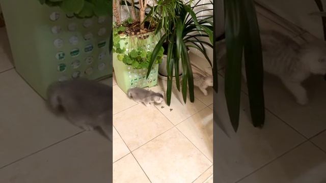 Котята кошки Кайли кушают, играют.
