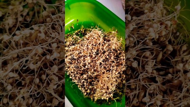 Make your own Budgie Bird Meal 🐦💕 #budgielove #budgerigar