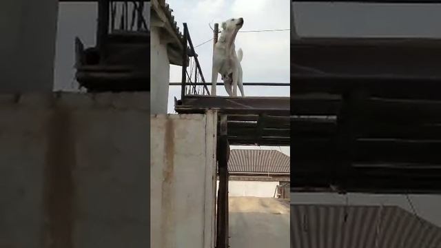 АЛАБАЙ