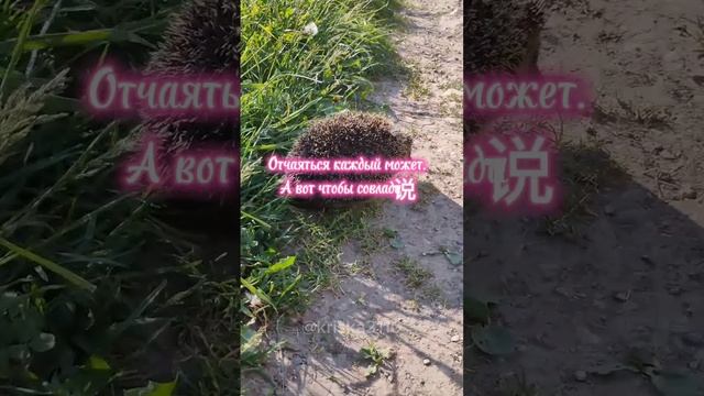 Цитата