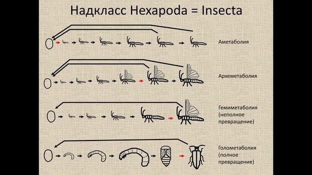 Членистоногие.Трахейнодышащие.