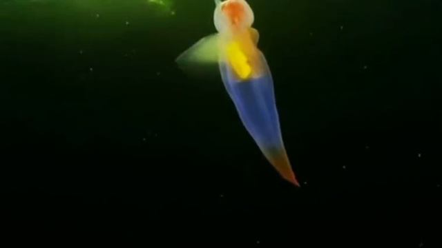 Морской ангел или северный клион — это необычный моллюск из морских глубин.