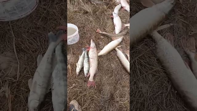 1000023964.mp4