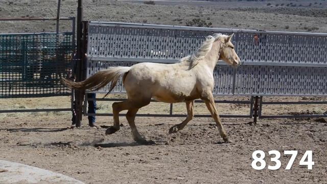 Animals Available at Oregon's Wild Horse Corral Facility - March 19, 2024