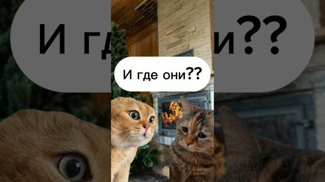 Я тебе деньги на карту переводил?? Котики которые в тренде. #новыйгод #юмор #смешныеистории #мемы