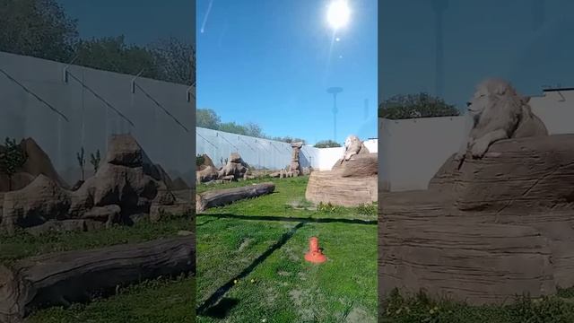 Белые львы в зоопарке Казани
