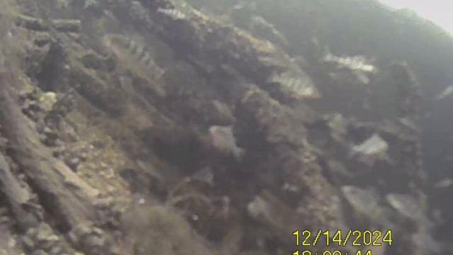 1000035098.mp4Волга.14.12.2024г.