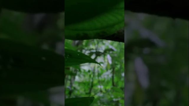 Жуткий Гриб Кордицепс -Превращающий муравьёв в Зомби!