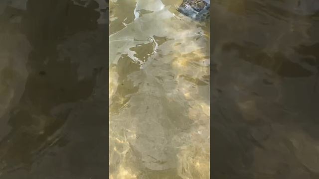 все хотят погладить черепаху