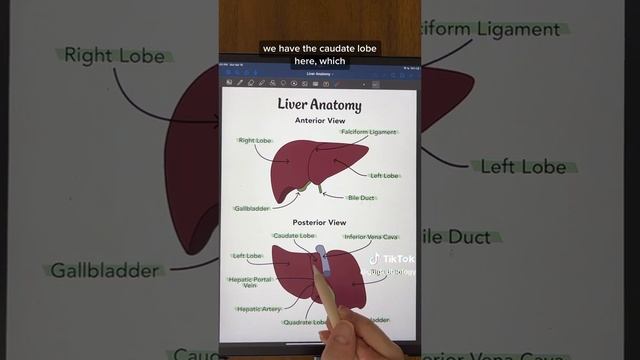 Liver Anatomy #shortnotes