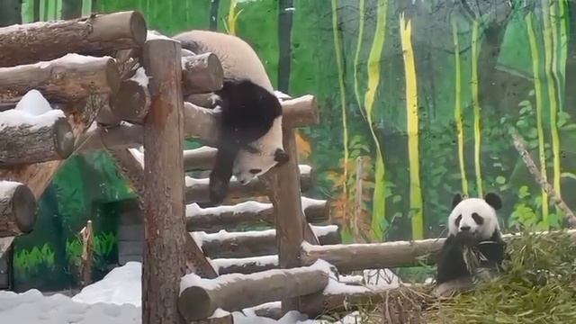 🐼Пандочка Катюша из Московского зоопарка полна сил и энергии🐼