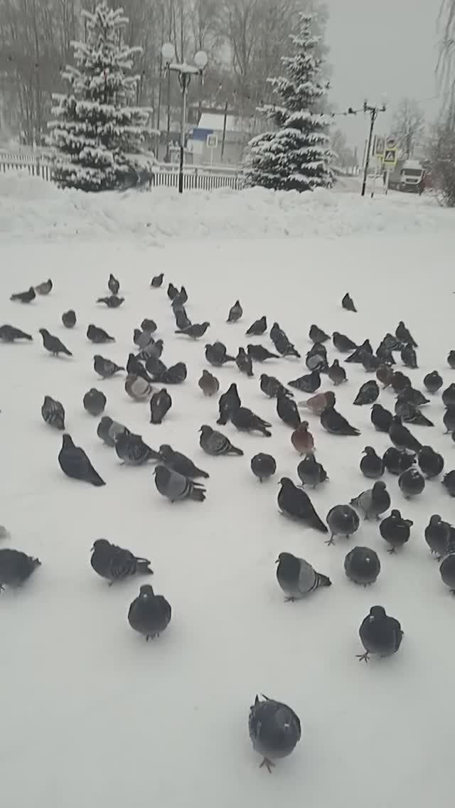 Бешеные голуби.
