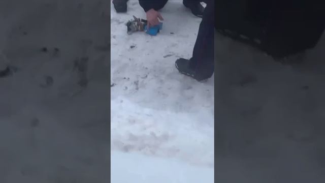 В деревне под Красноуфимском местных напугали «терактом».