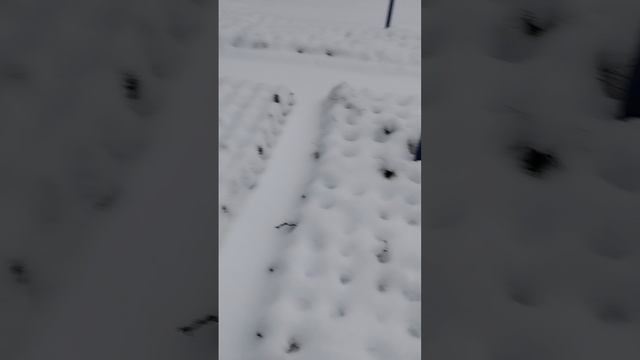 🌲Как зимуют мои хвойные растения🌲