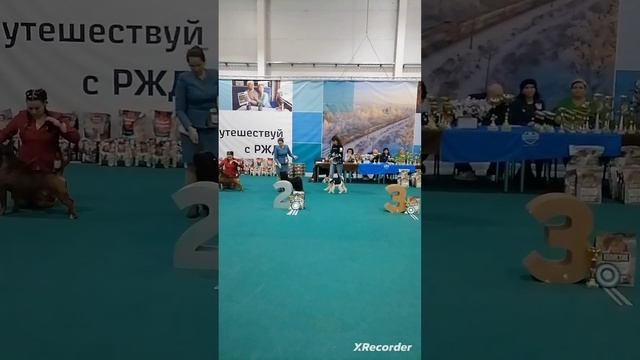 Выставка Кубок  мэра