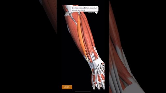 ШПАРГАЛКА.Миология.Мышцы предплечья #anatomy #shorts #sports