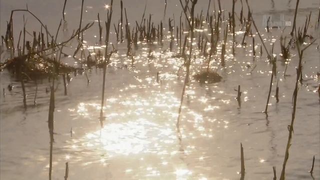В дебрях Африки (Замбези - Река жизни)(1080P_HD)