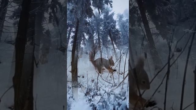 Белочка