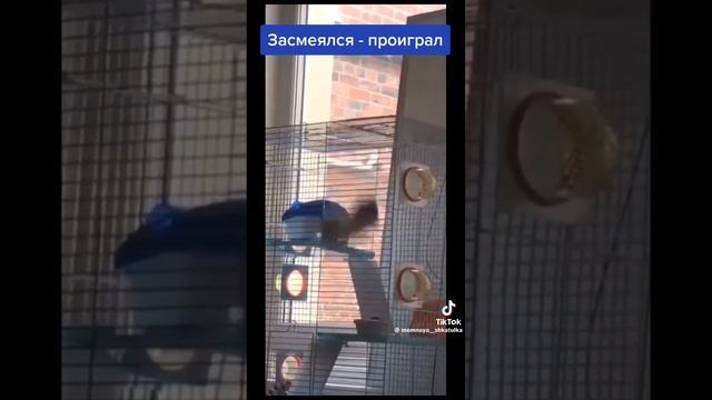 Кот