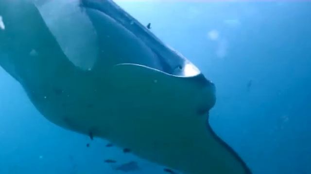 Manta's, in the Maldives by Steve Evans