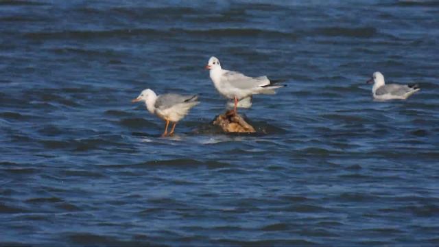 Slender-billed Gull, Gabbiano roseo (Chroicocephalus genei) Black-headed Gull (Larus ridibundus)