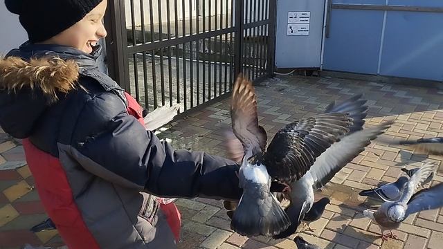 Любовь и голуби 2