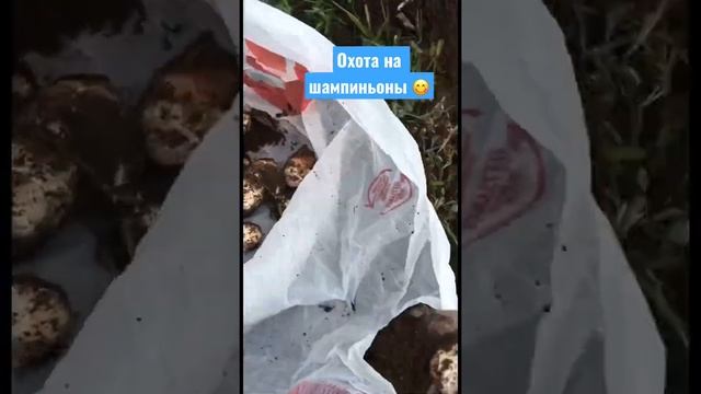 Шампиньоны луговые весной.