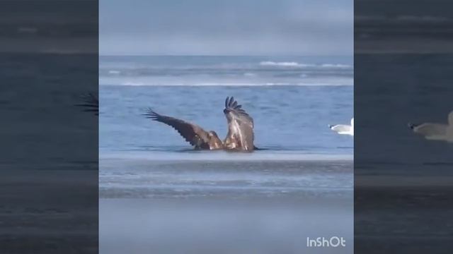 Вдохновение 3